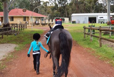 Beautiful 11yr Old 13hh Gelding Dark Brown Riding Pony