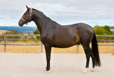 Impressive performance bred warmblood gelding by Secret