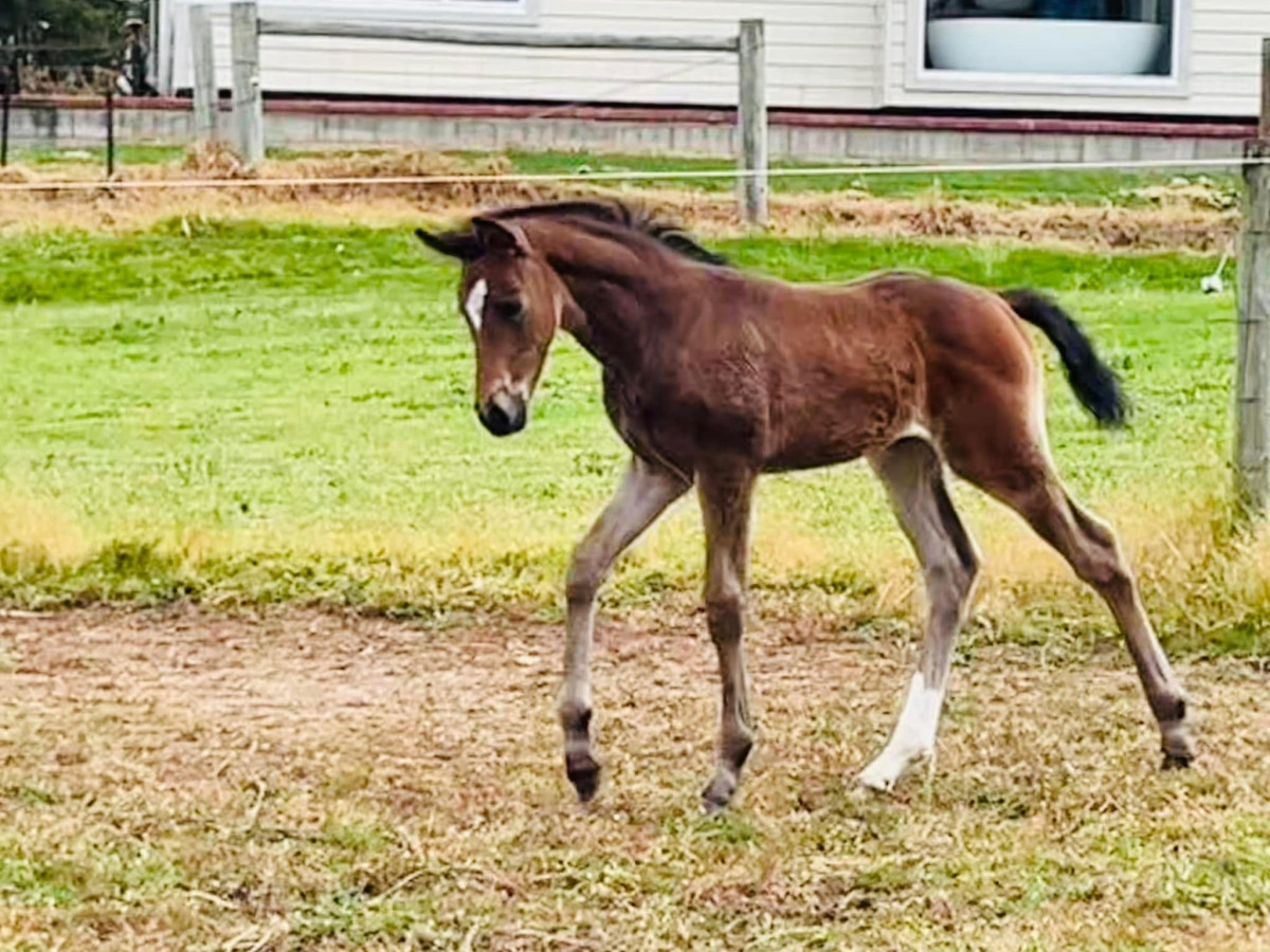 Eventing Bred Sport Horse weanling filly. All the S’s to be a Superstar!