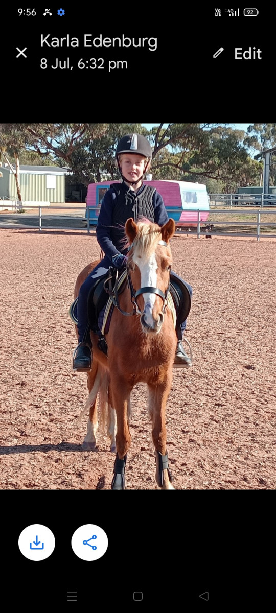 Four year 12.2hh Welsh/Aust Pony for sale
