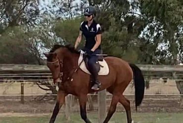 Bred to Excel – Warmblood Mare with Top Potential