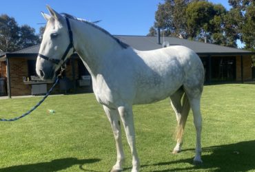 Andalusian Mare