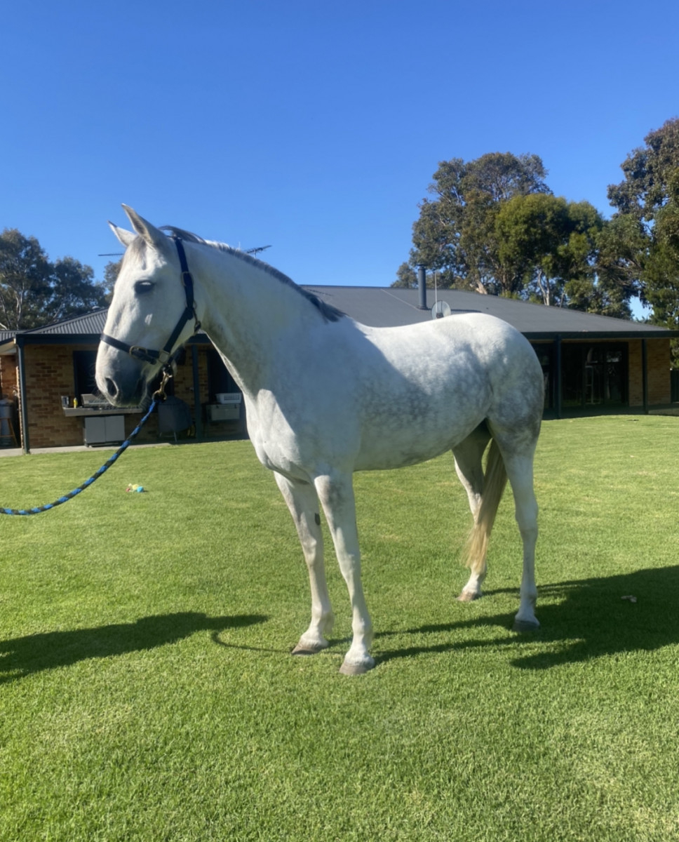 Andalusian Mare