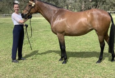 Beautiful Trakehner mare in foal