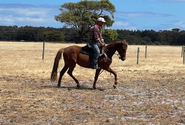 Stock horse colt for sale