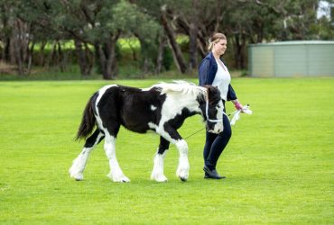 Black and White Gypsy Cob Filly For Sale