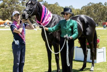 Black TB Stallion Trakehner Approved