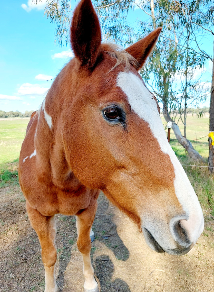 Chestnut Overo Paint Gelding Cavalletti Equine Marketplace