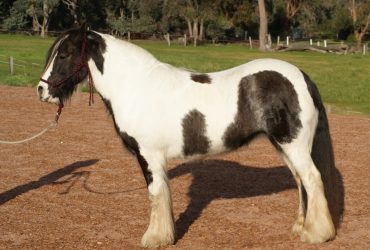 Pure Gypsy cob mare
