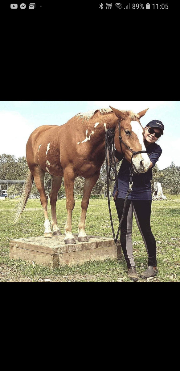 Chestnut Overo Paint Gelding Cavalletti Equine Marketplace