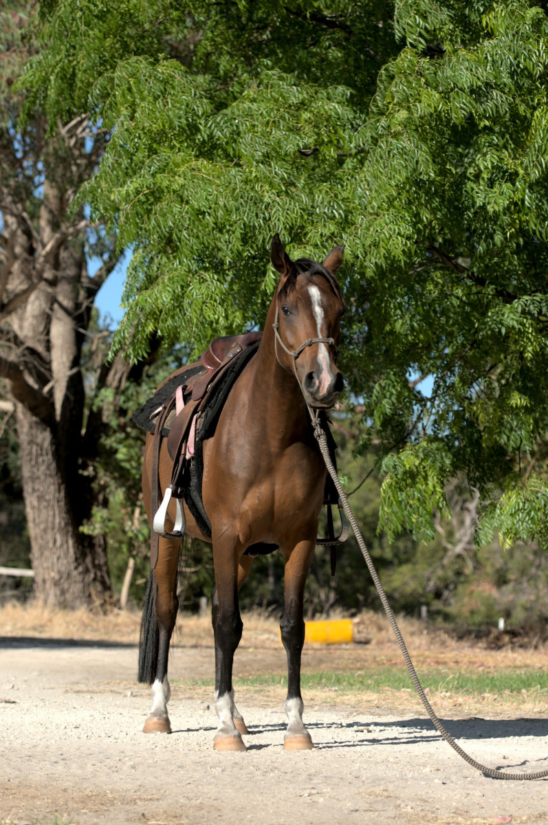 Arabian mare 93.75 Anglo Arab Cavalletti Equine Marketplace