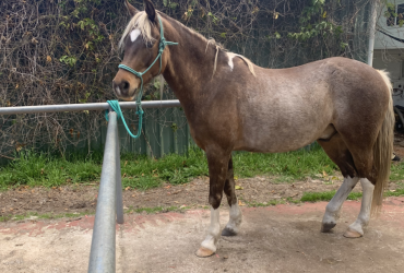 Gorgeous Welsh x pony For Sale