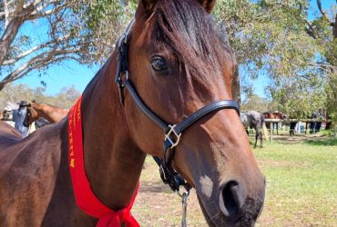 LusoSporthorse / Australian Stockhorse talented trainable filly