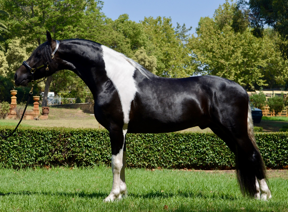 Outstanding Pinto Friesian Warmblood Cavalletti Equine Marketplace