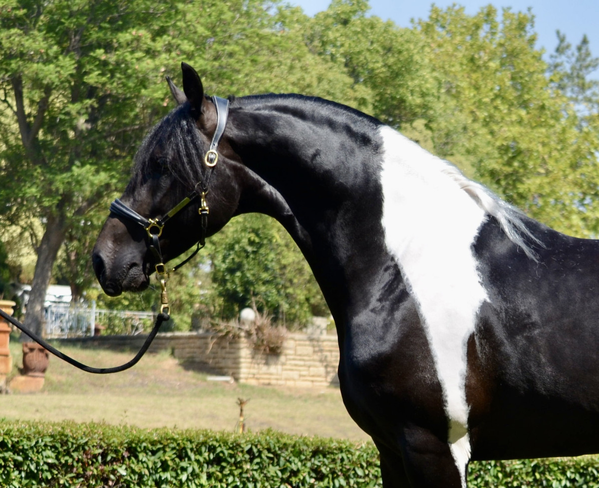 Outstanding Pinto Friesian Warmblood Cavalletti Equine Marketplace