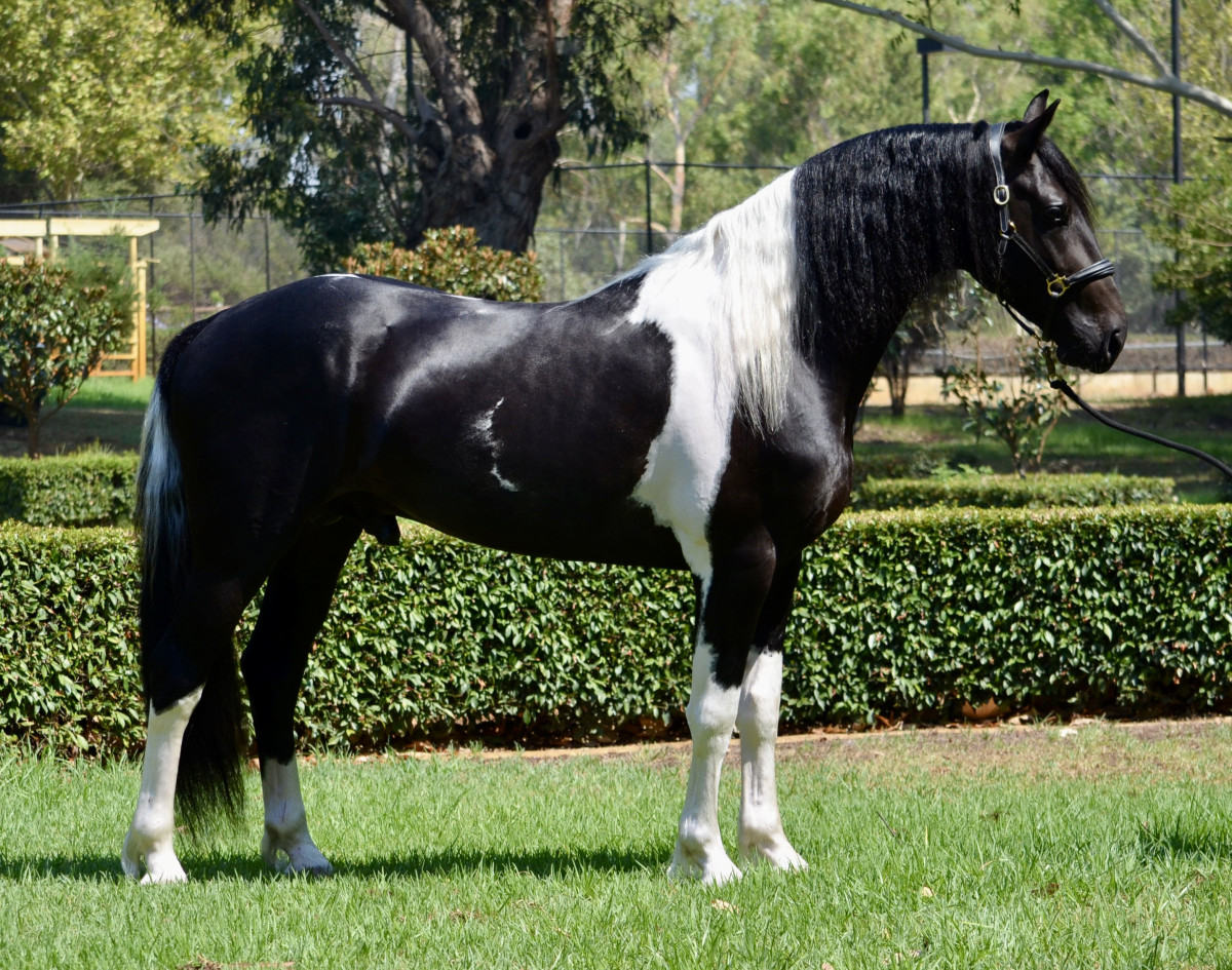 Outstanding Pinto Friesian Warmblood Cavalletti Equine Marketplace