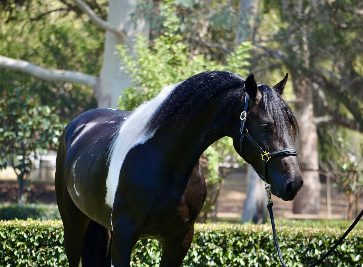 Outstanding Pinto Friesian Warmblood Cavalletti Equine Marketplace