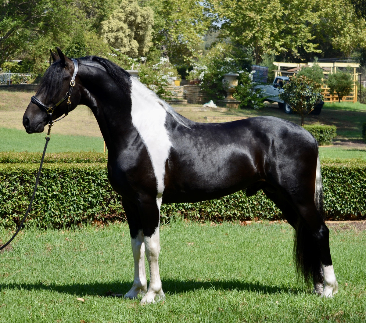 Outstanding Pinto Friesian Warmblood Cavalletti Equine Marketplace