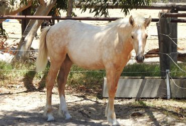 Palomino Partbred Gypsy Cob filly for sale