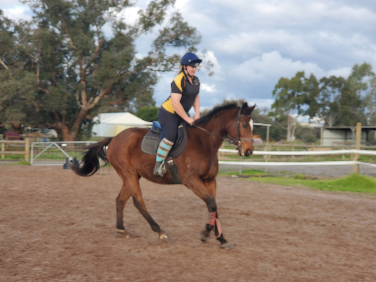 Versatile kind OTTB gelding for sale or part lease Cavalletti Equine