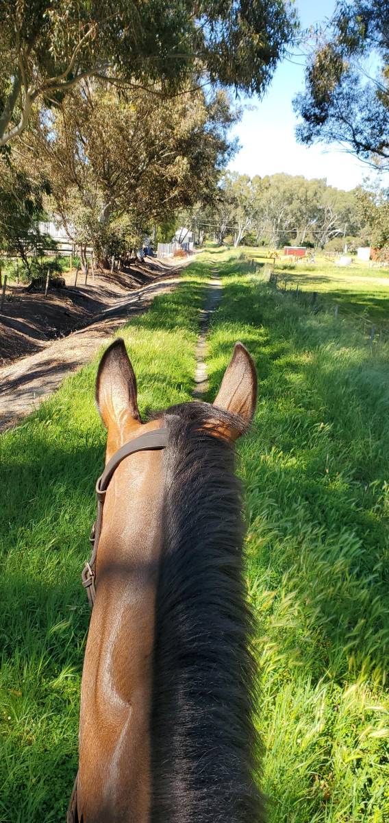 Versatile kind OTTB gelding for sale or part lease Cavalletti Equine