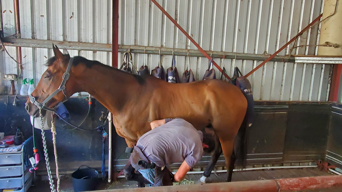 Versatile kind OTTB gelding for sale or part lease Cavalletti Equine