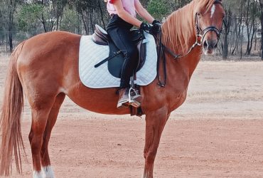 Awesome little mare looking for new venture.