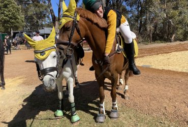 Once in a lifetime Showjumping pony