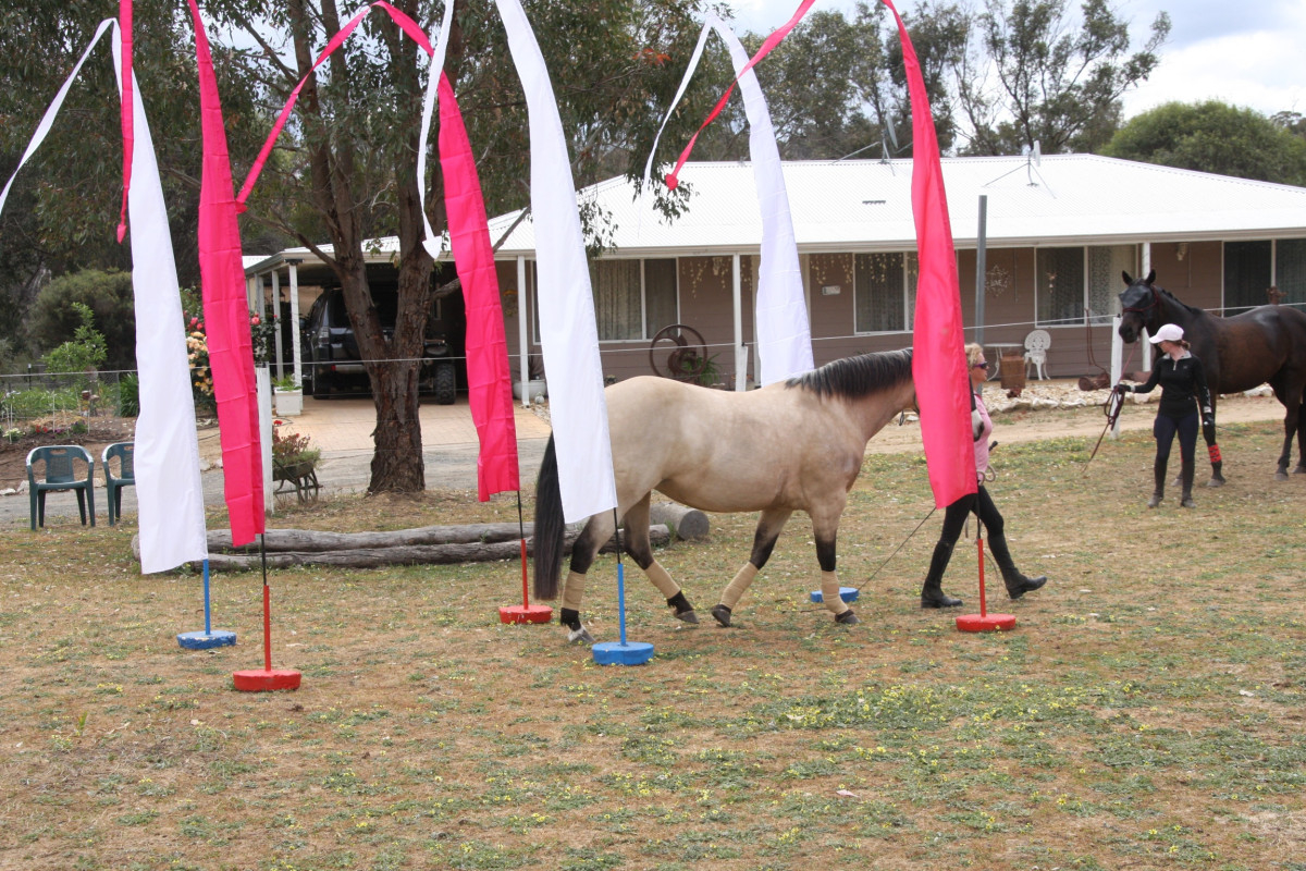 Buckskin Quarterhorse X Paint Cavalletti Equine Marketplace
