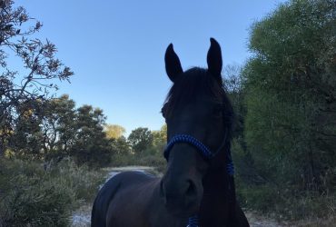 Stock horse X Thoroughbred mare