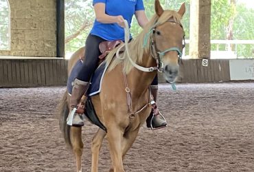 FOR SALE – TB Chestnut Mare