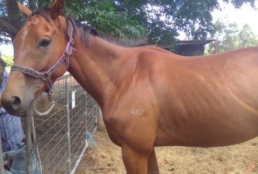 Sweet TB gelding