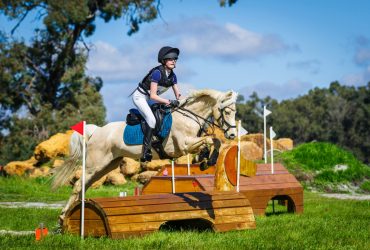 Golden show jumping pony