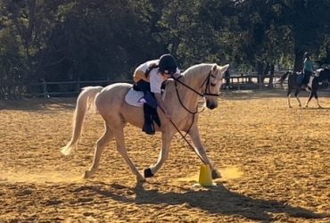 Gentle All-rounder Riding Pony