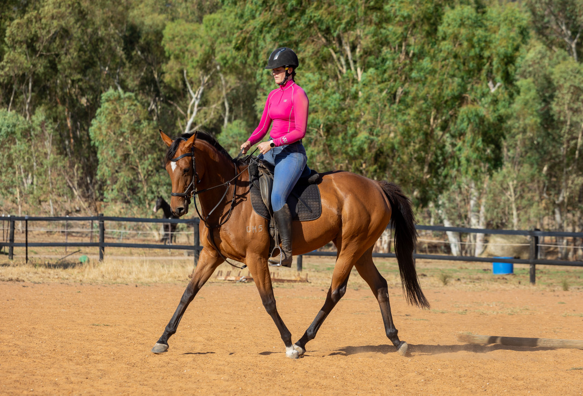 Flashy 4yo TB Mare with Huge Potential