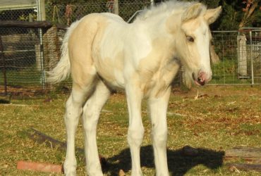 Palomino and White Purebred Gypsy Cob Filly for Sale
