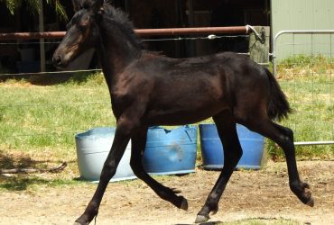 Pure Friesian Colt for Sale