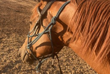5 year old Chestnut Tb mare