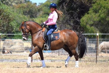 Stunning Welsh Cob gelding with a big future