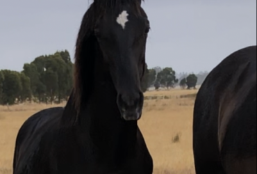 Andalusian cross gelding