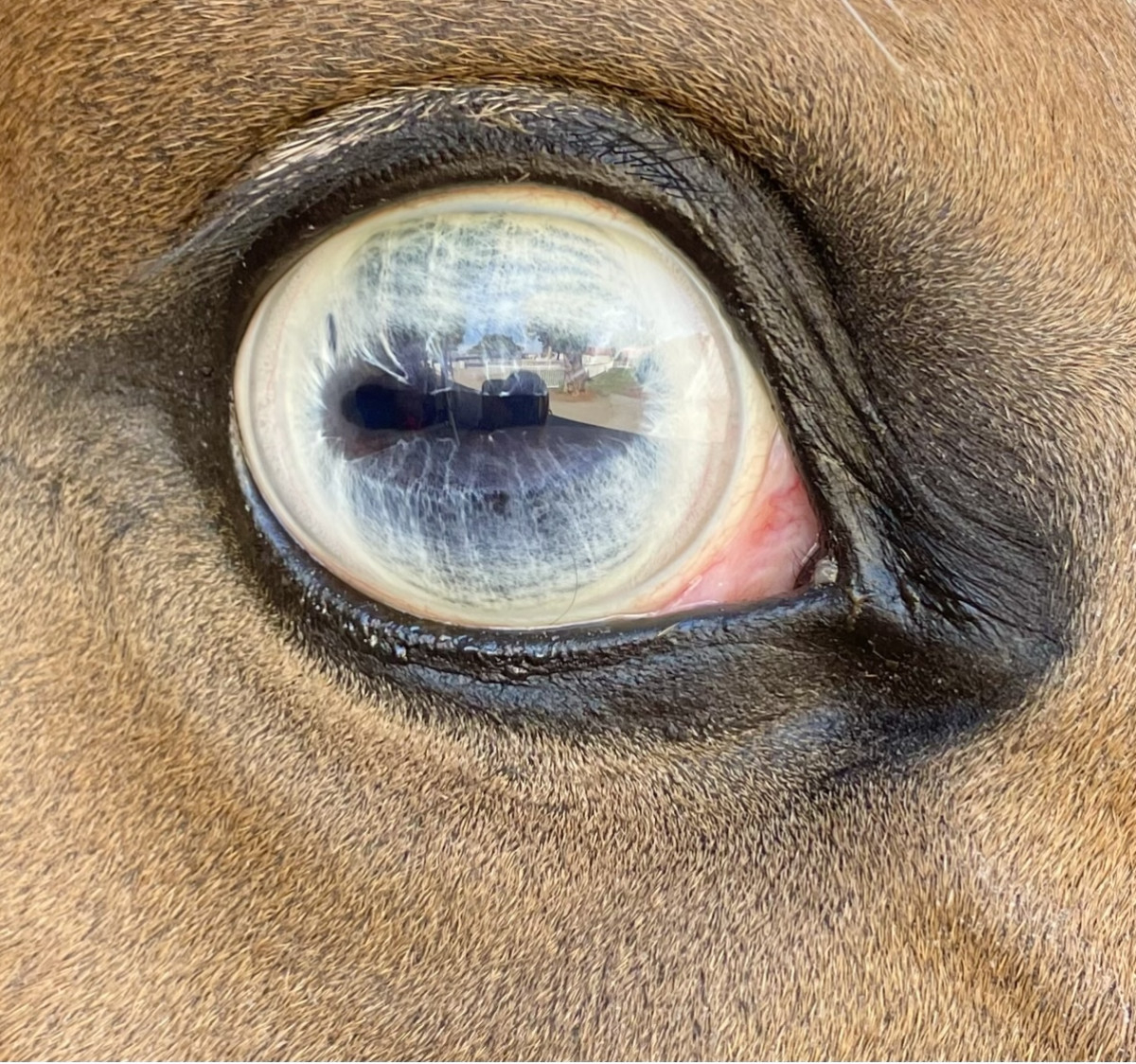 Recently retired off the track horse with all the bling and two blue eyes!