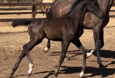Super performance filly