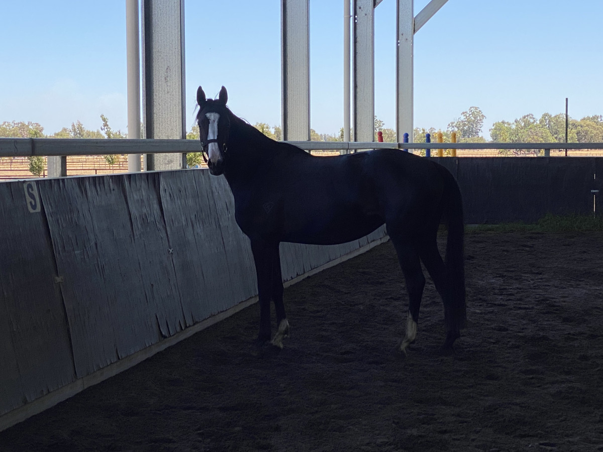 Gorgeous black warmblood filly with bling