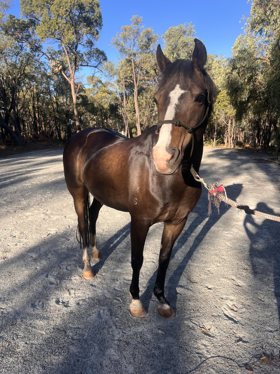 Registered Australian Pony