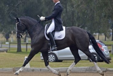 Beautiful Warmblood Mare