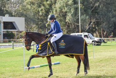 Schoolmaster Thoroughbred Gelding