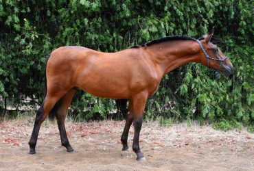 Partbred Andalusian Gelding – High Level Performance Prospect