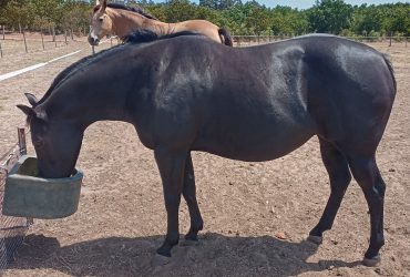 QH X PAINT Broodmare or project