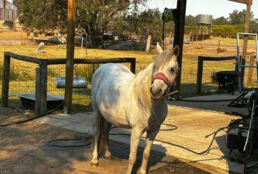 BRUMBY MARE – TO GO ON WITH