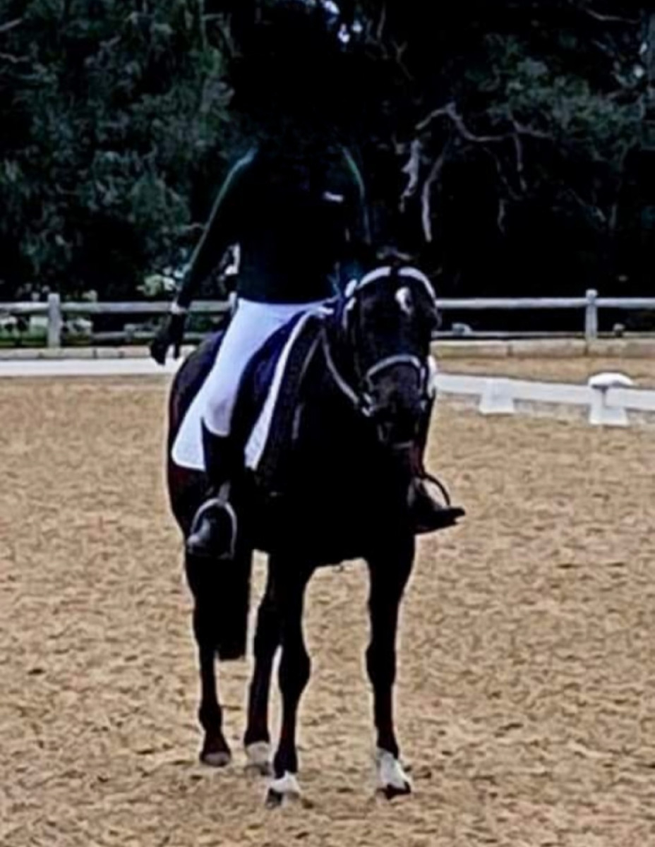 14.1 quarter horse cross Mare 7 year old